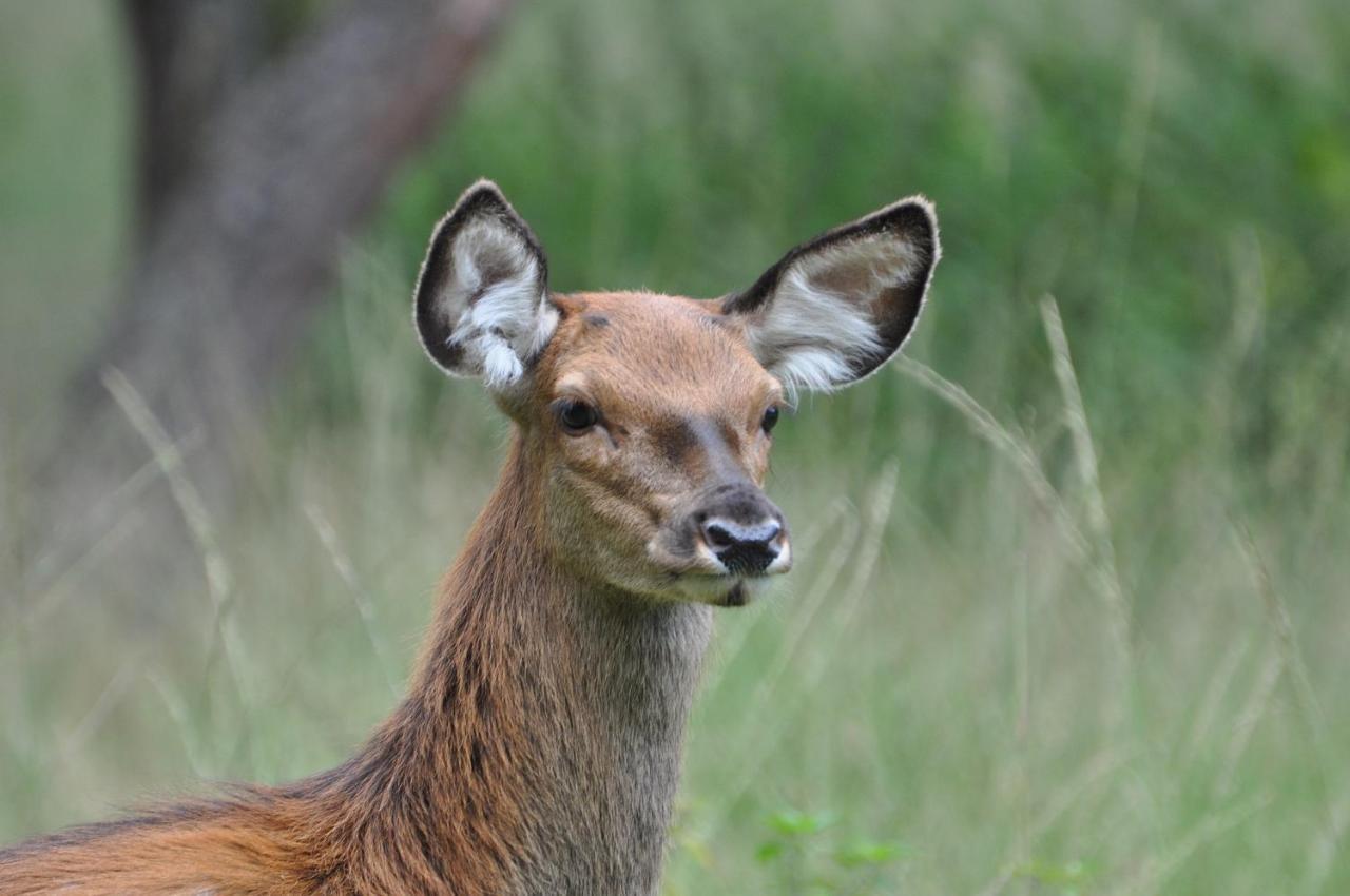 Vakantiehuis Vliegend Hert Veluwe Nunspeet Exterior foto